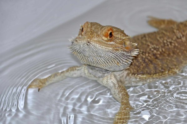 Can You Train a Bearded Dragon to Respond to Visual Cues?